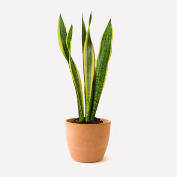 Vrouwentong laurentii in pot 🎁 Vrouwentong laurentii in pot 🎁