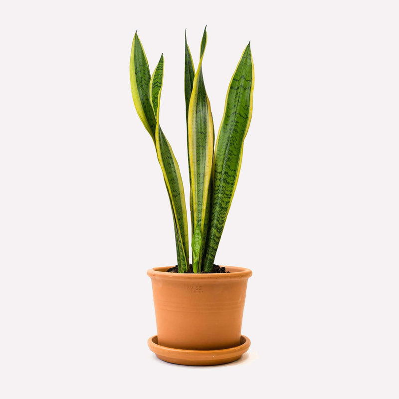 Vrouwentong laurentii in pot 🎁