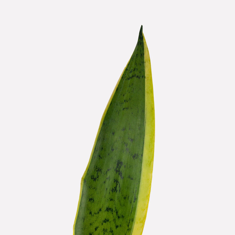 vrouwentong sansevieria, close up van punt van groen blad met gele randen.