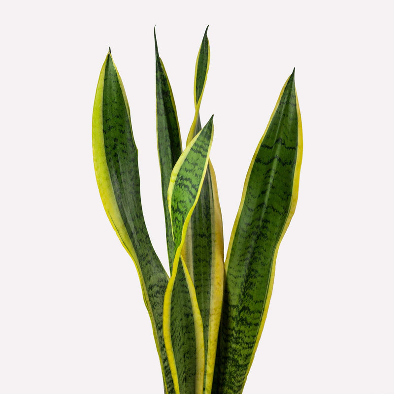 vrouwentong sansevieria, close up van lange, dunne groene bladeren met gele randen.