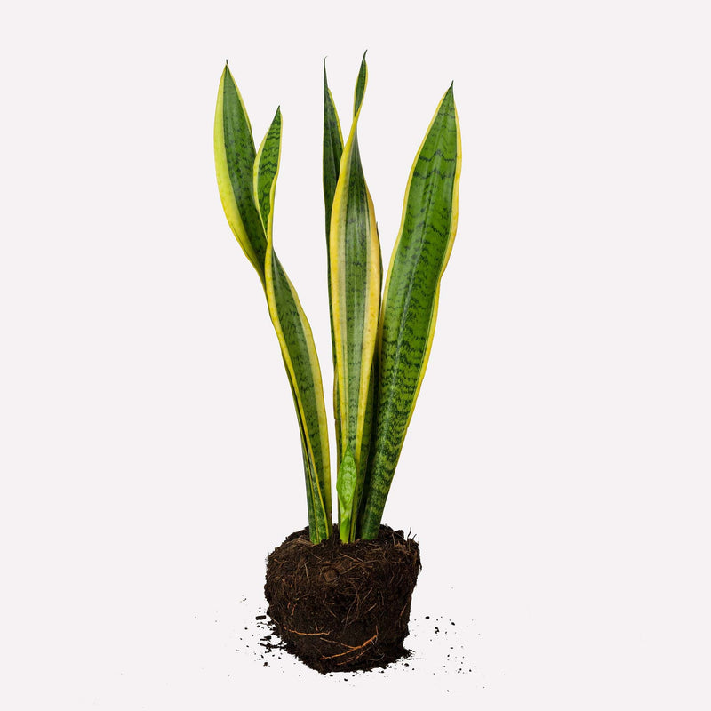 vrouwentong sansevieria, hele plant met lnage, groen-gele stengels in de vorm van tongen.