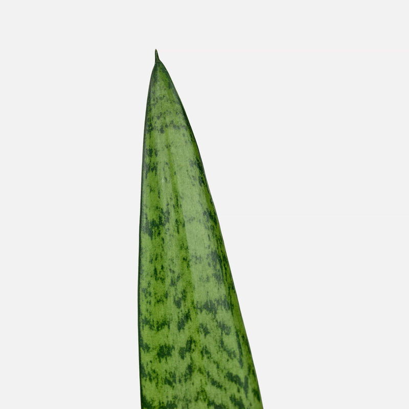vrouwentong sansevieria, close up van punt van groen blad met kline, donkergroene vlekjes.