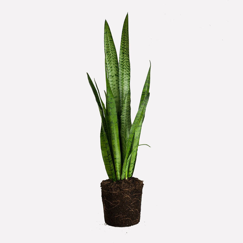vrouwentong sansevieria, hele plant met lange, grijs-groene bladeren die rechtop staan.