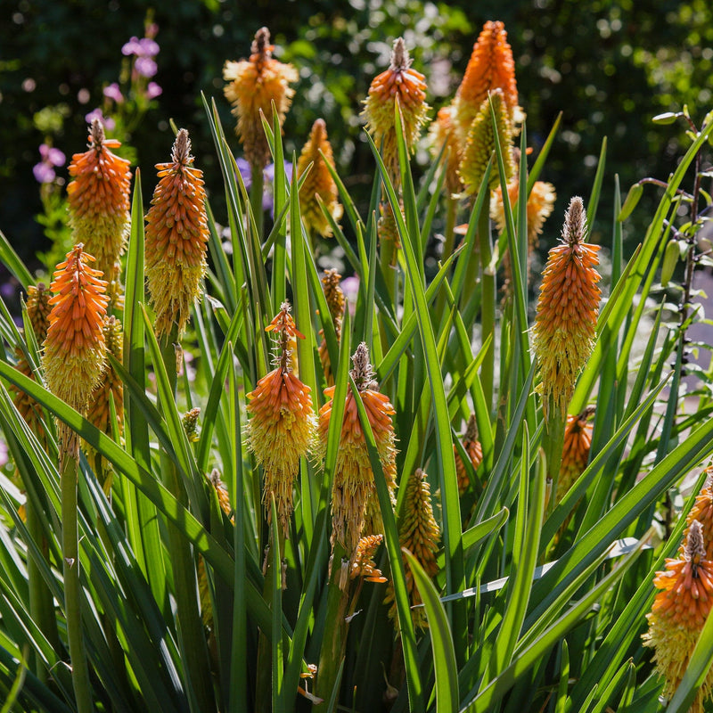 biologische vuurpijl, oranje bloemen op groene stelen