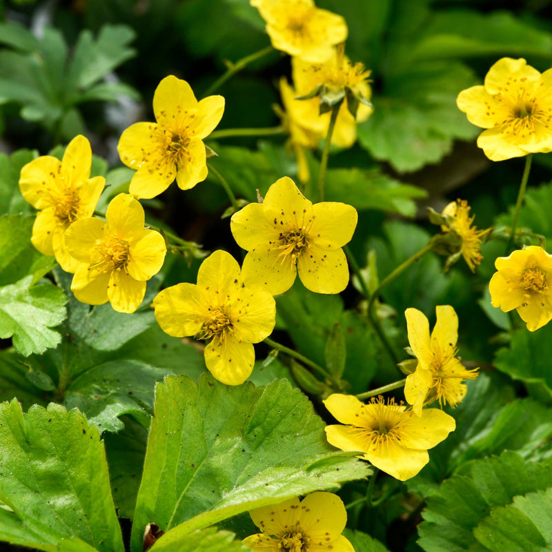 biologische waldsteinia, gele bloemen op groen blad