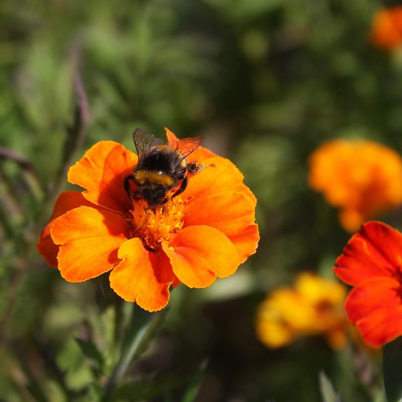 Wild Afrikaantje met een hommel op het hart, tuinplant met oranje licht krullende bloemblaadjes