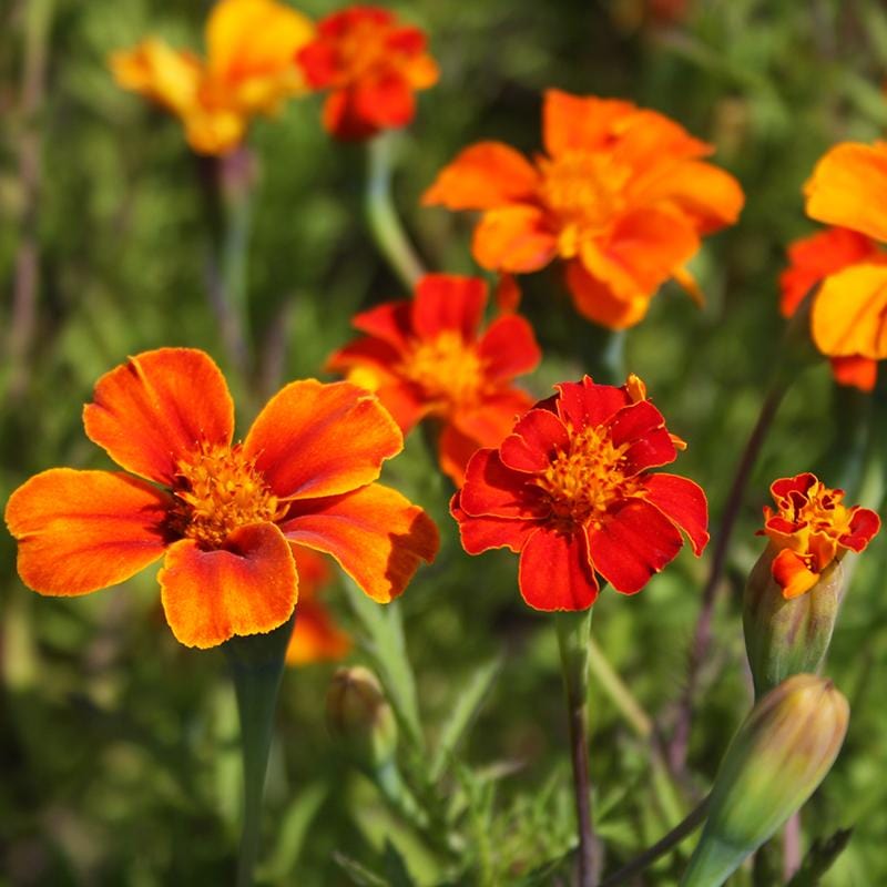 Wild Afrikaantje, rood-oranje licht krullende bloemen met een pluimig hartje