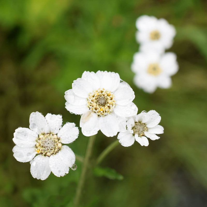 Bio Bertram achillea met witte bloemetjes
