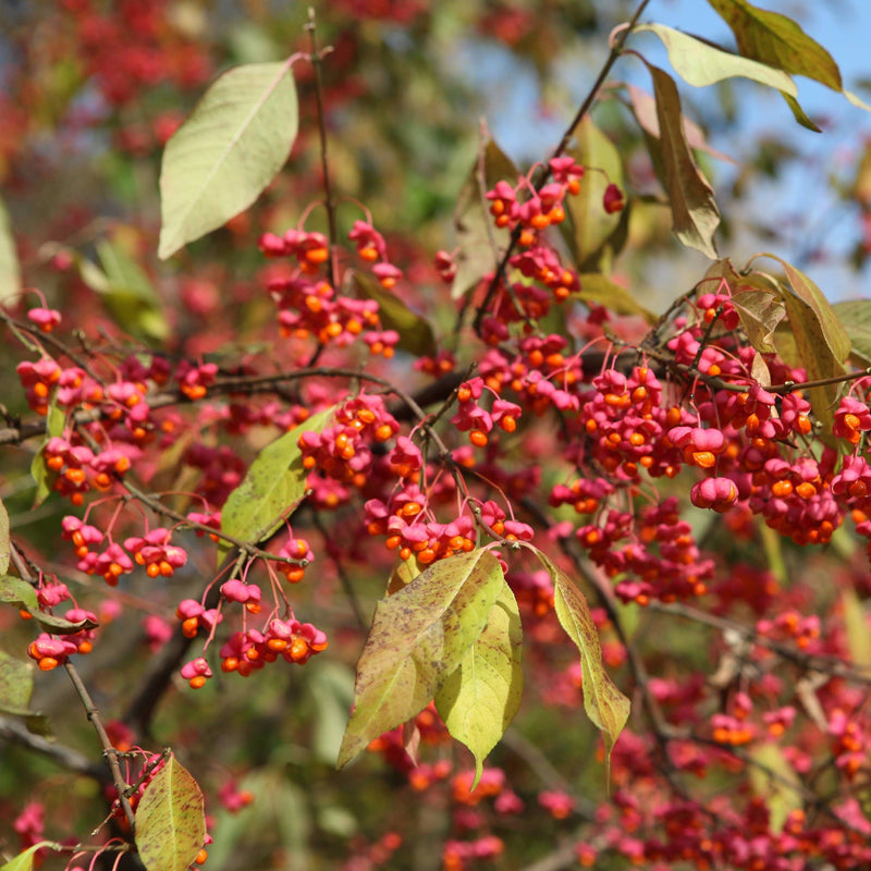 close up roze bessen van kardinaalsmuts
