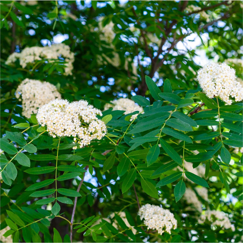 witte bloesem van de wilde lijsterbes