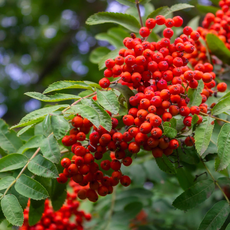 rode bessen van de wilde lijsterbes