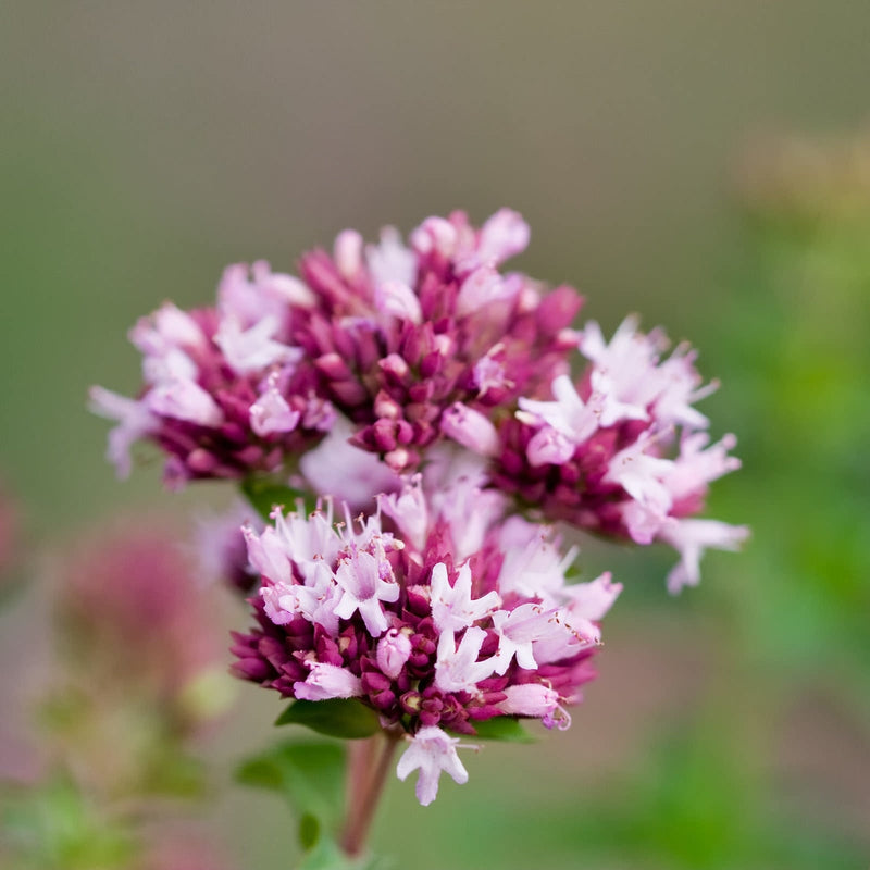 Close up van Wilde Marjolein, een bol donkerpaarse en lichtroze bloemetjes van de bio origanum vulgare