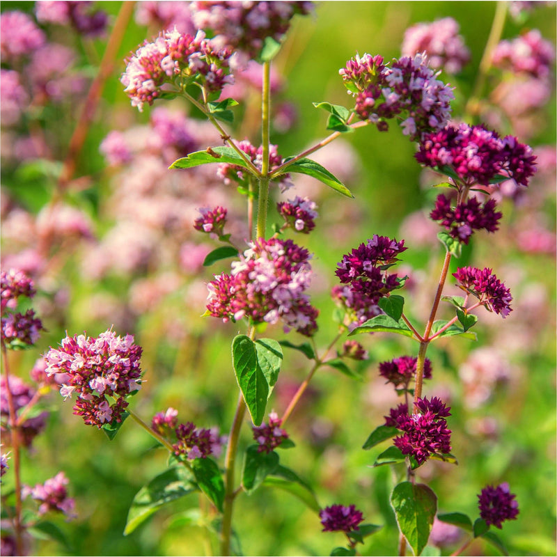 Vertakkende stengel bio Wilde Marjolein origanum vulgare, met donkerpaarse en lichtroze bloemetjes en klein groen blad