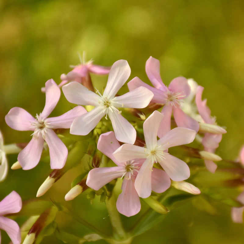 zeepkruid, biologisch, close up van roze bloemen