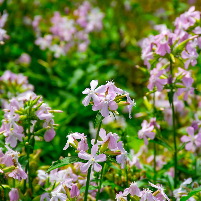 zeepkruid, biologisch, roze bloemen