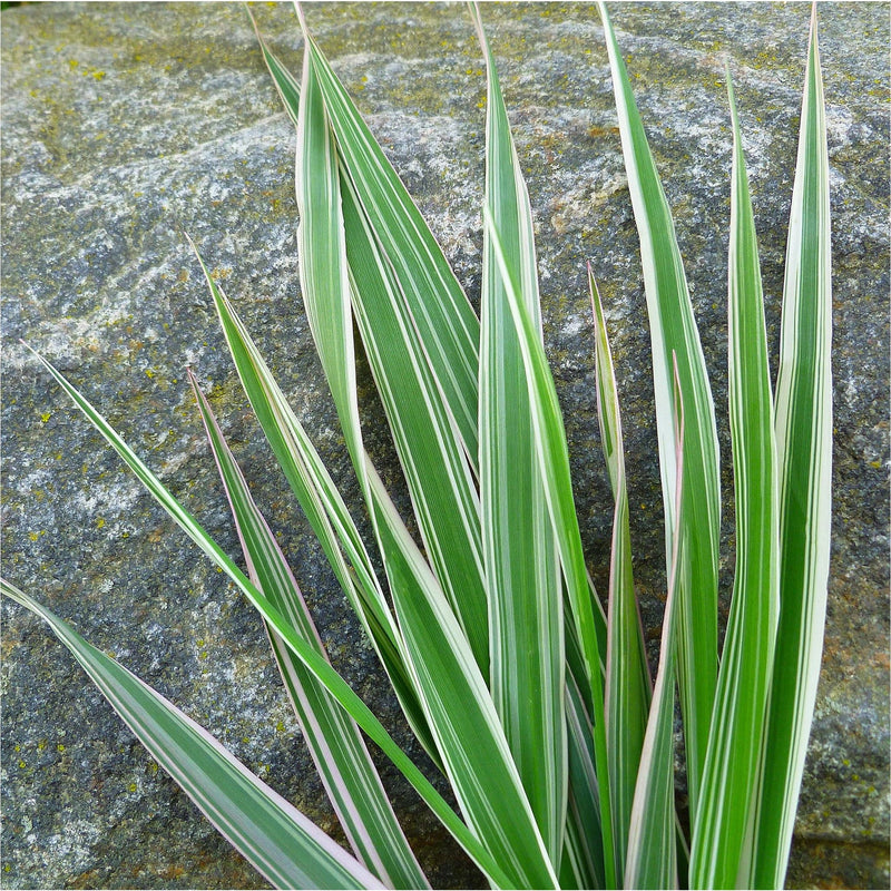 Close up van zegge, groen-wit gelijnd siergras met lange en dunne puntige bladeren