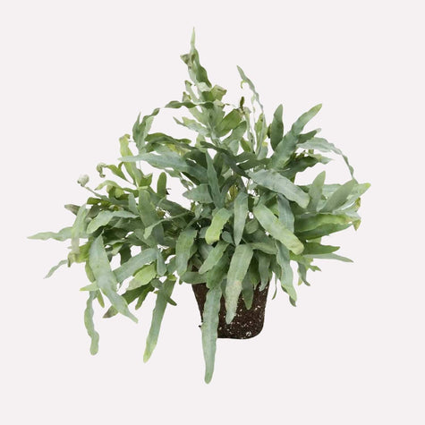 Zinkvaren in pot 🎁 Zinkvaren in pot 🎁