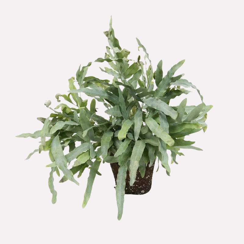 Zinkvaren, hele plant met lange, grijs-groene bladeren.