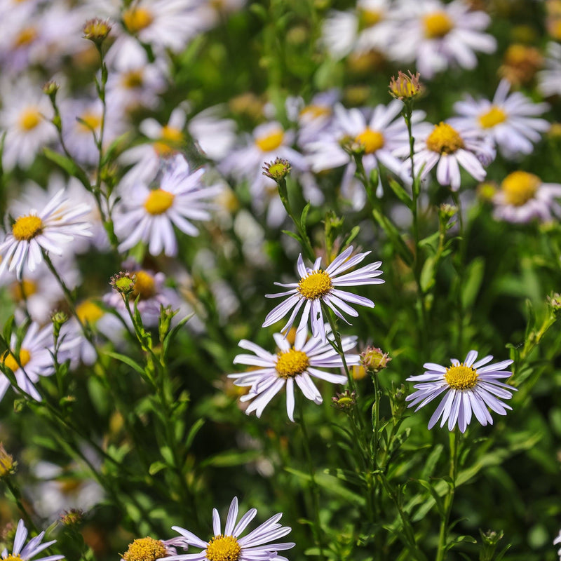 biologische zomeraster, kleine paarse bloemen met geel hart