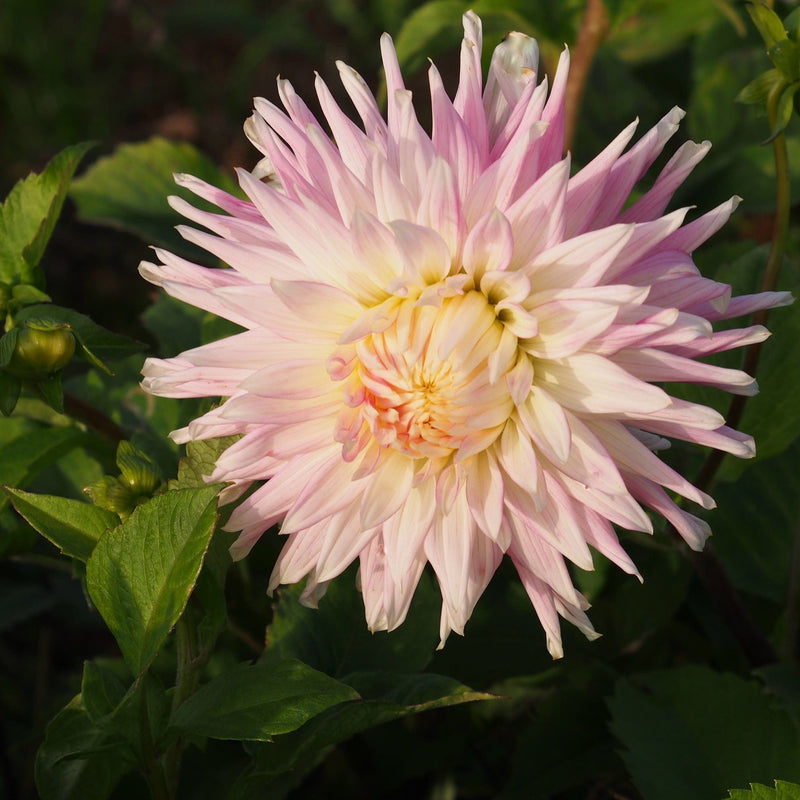 dahlia kiev, grote wit en roze bloem 