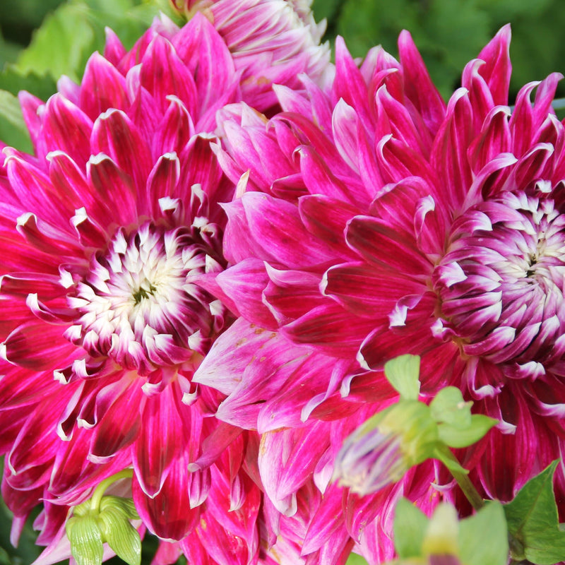 Dahlia Vancouver, donkerroze bloemen met wit hart
