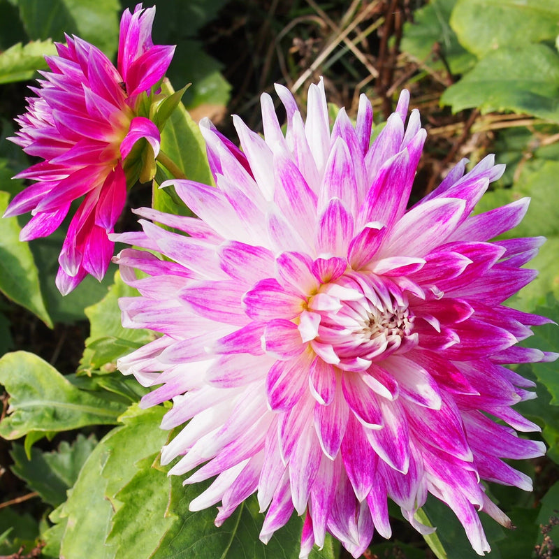 Dahlia Vancouver, roze bloem met witte punten