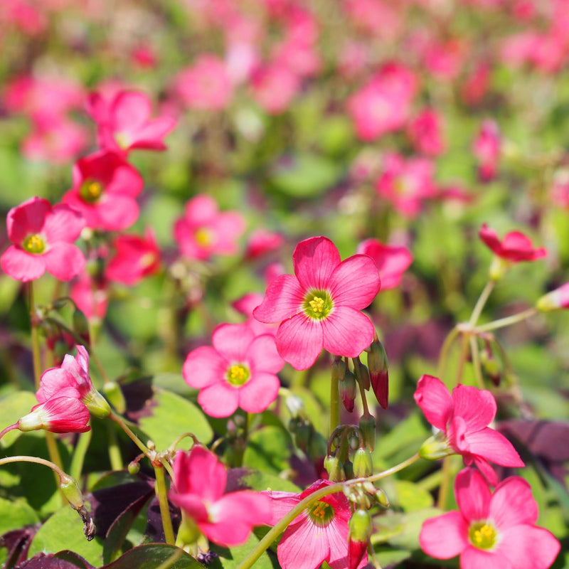 Oxalis Iron Cross, roze bloemetjes