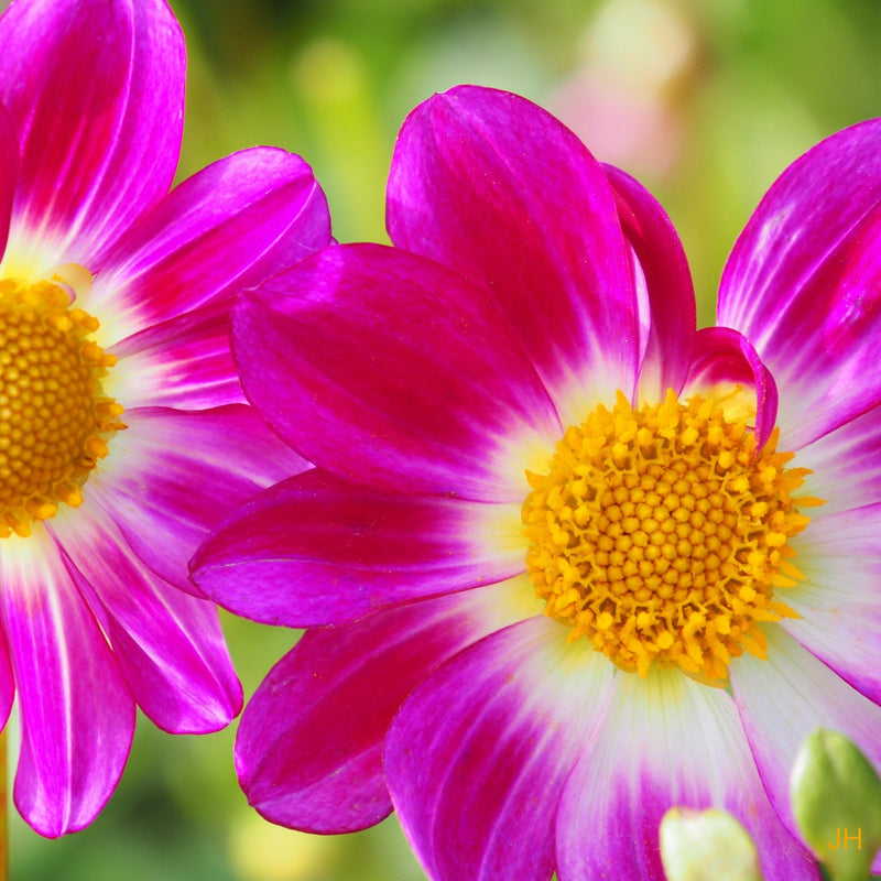 dahlia freya's sweetheart, roze bloem met geel hart
