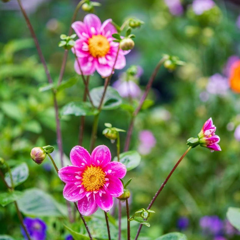 Dahlia Hartenaas, bioligisch, mooie roze bloemen met een geel hart