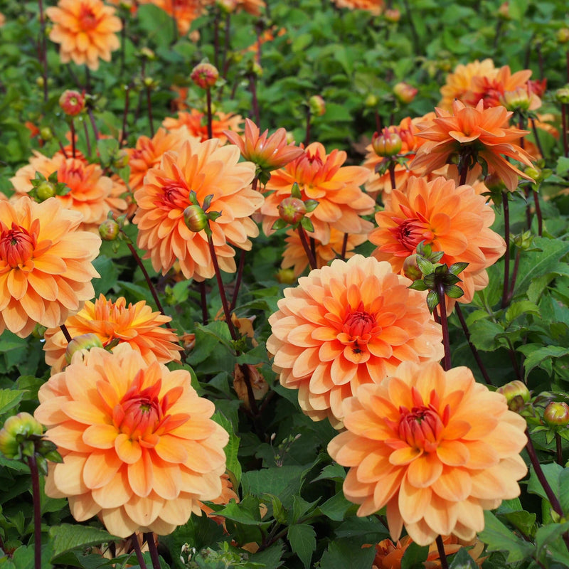 summerflame, dahlia's met oranje bloem