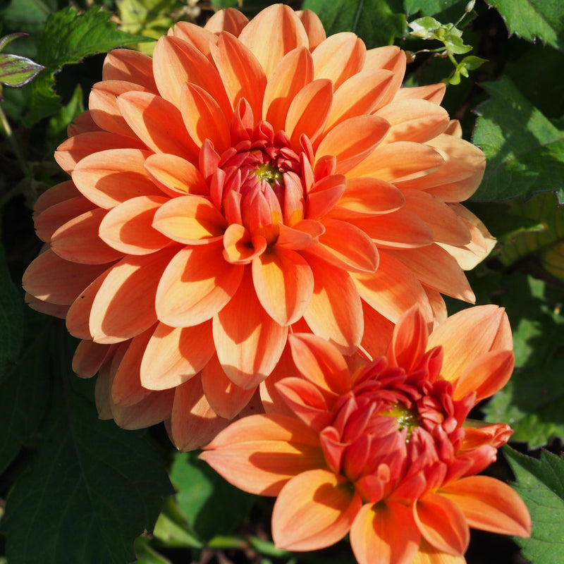 summerflame, dahlia met oranje kleur