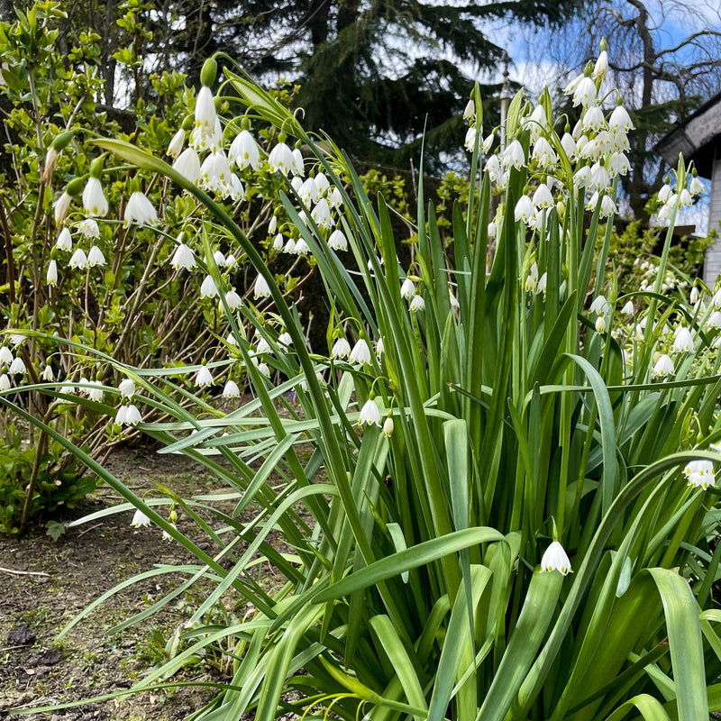 zomerklokje, groene stelen met witte klokjesbloemen