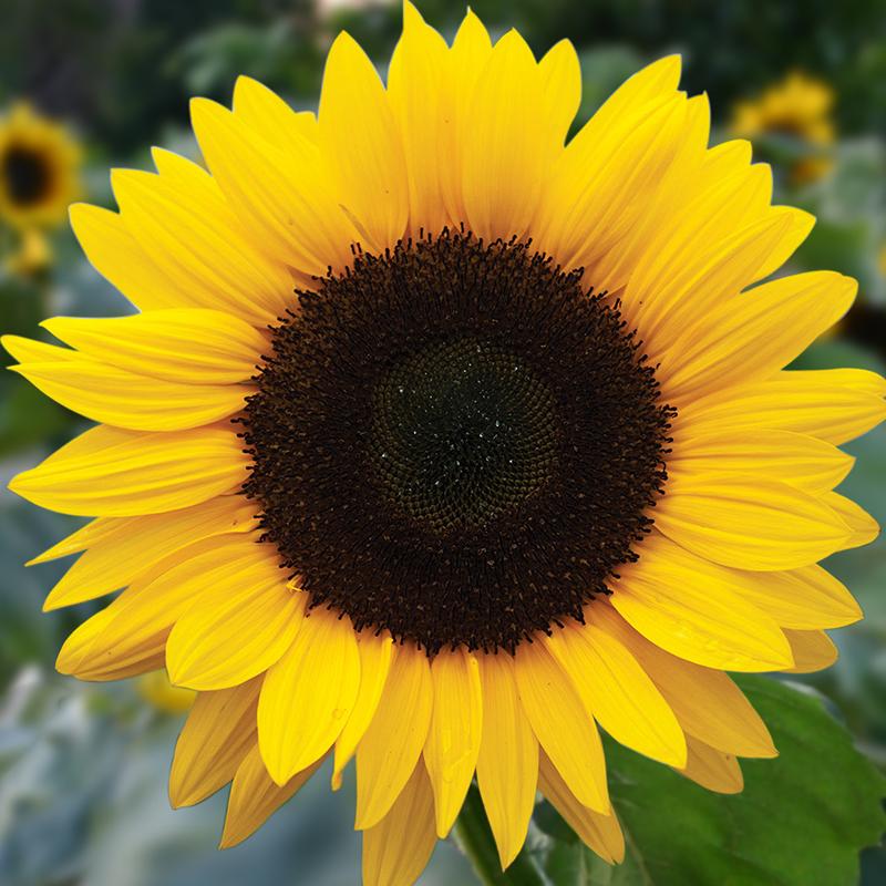 Close up van felgele zonnebloem met groot donkerbruin hart