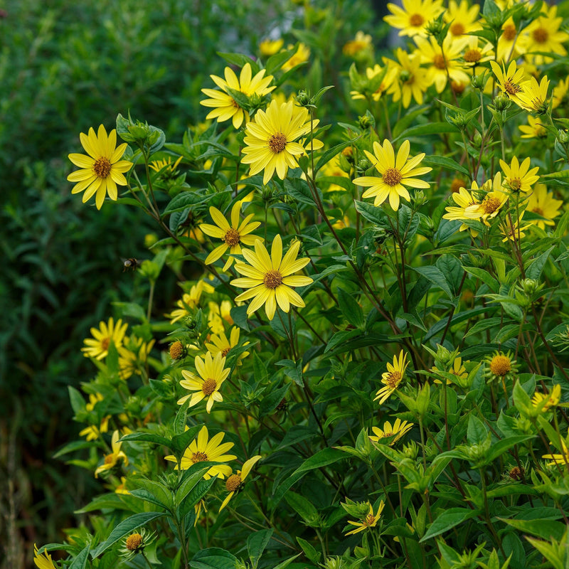 biologische zonnebloem lemon queen, gele bloemen op groene stelen