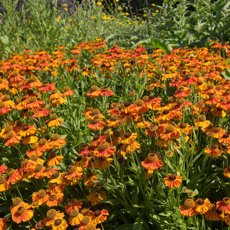 Helenium Sahin's Early Flowerer, Zonnekruid, in een groep vol in bloei met oranje bloemen.
