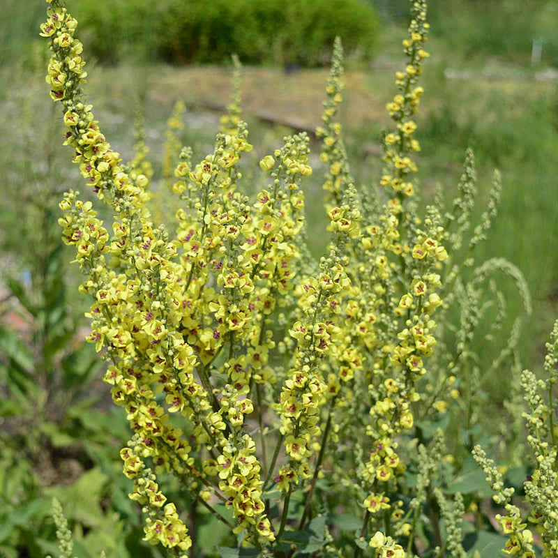 Veld met Verbascum nigrum, zwarte toorts, in bloei met bloemen met rode kern