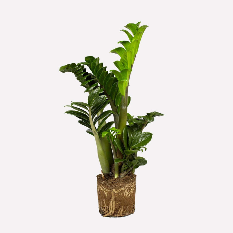 Zz-plant, hele plant met lange stelen met kartelvormige bladeren.