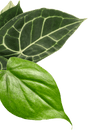 Translation missing: nl.general.leaf