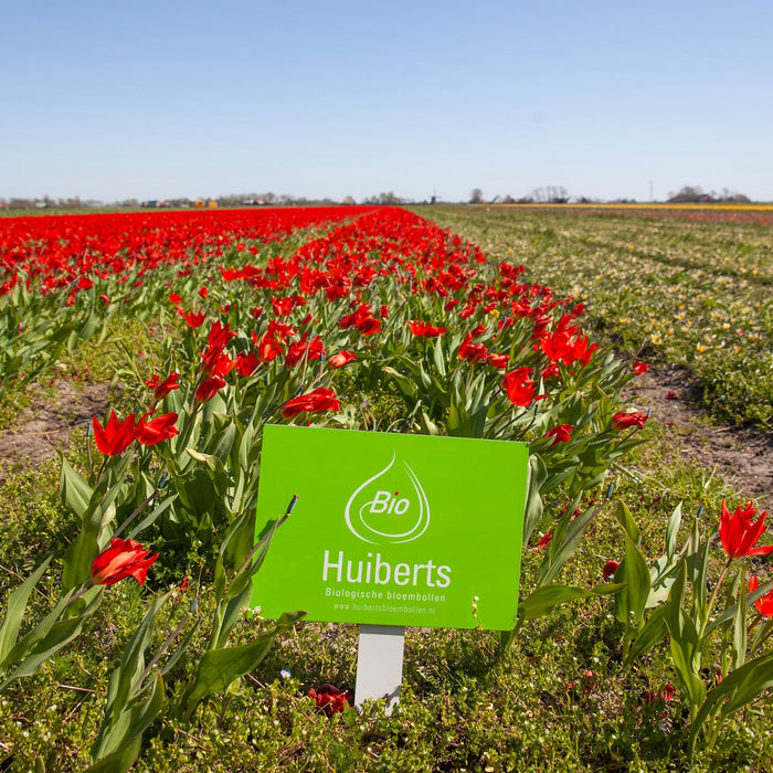 Huiberts: grote vernieuwers van de bioteelt