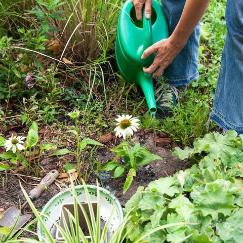 Tips voor je (potten)tuin bij droogte