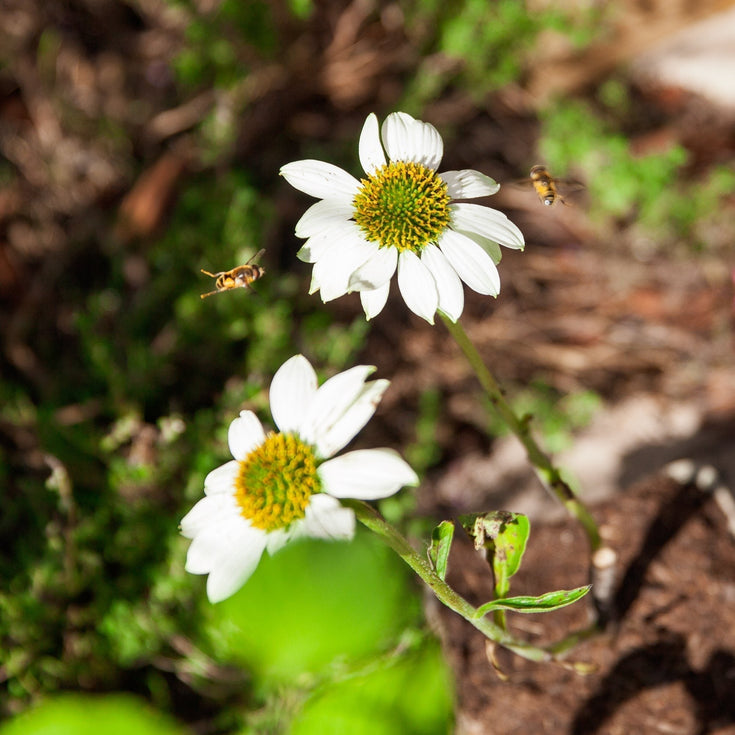 Zo help jij de zweefvlieg, onmisbaar in de tuin!