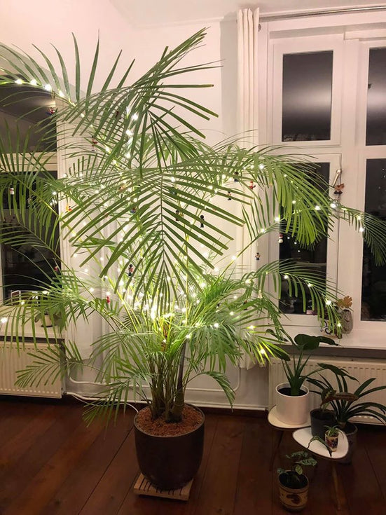 De winnaar van Sprinklr's kerstplantcompetitie 2019!