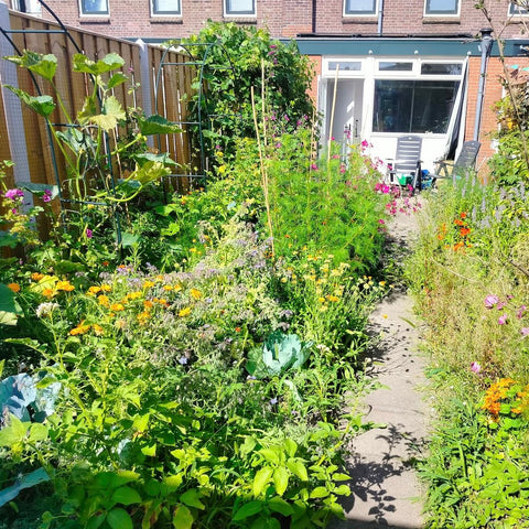 De tuintransformatie van Geke: van saai naar biodivers paradijs!