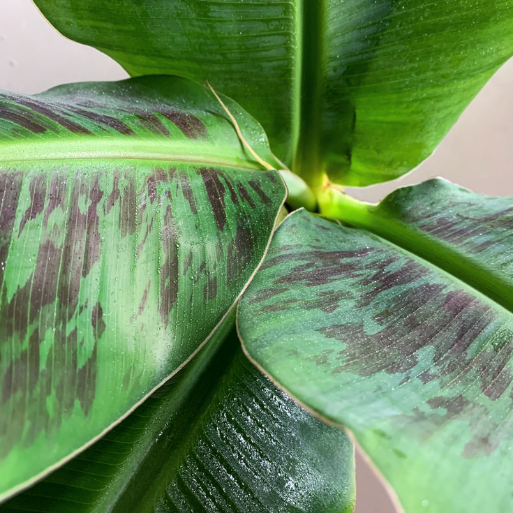 Bananenplant stekken? Dat doe je zo!