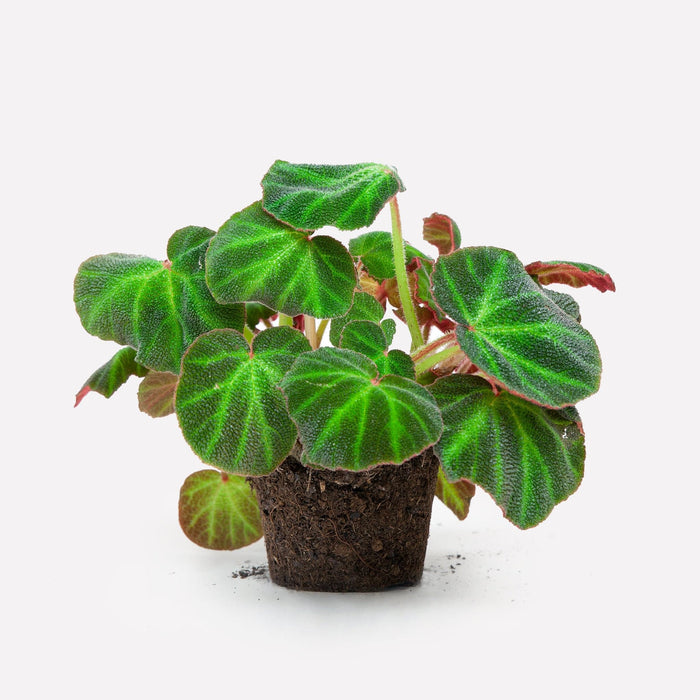 Verzorging Begonia mooier door de zon