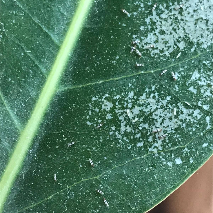 Trips, hoe krijg je ze van je kamerplant af?