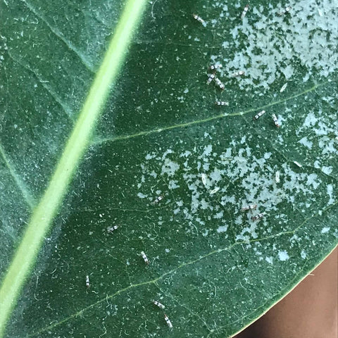 Trips, hoe krijg je ze van je kamerplant af?