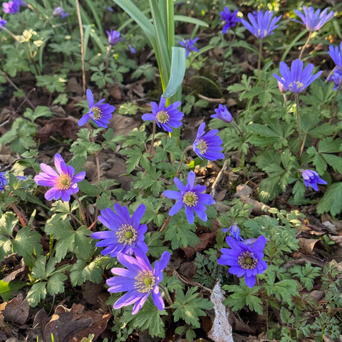 Verzorging Blauwe anemoontjes
