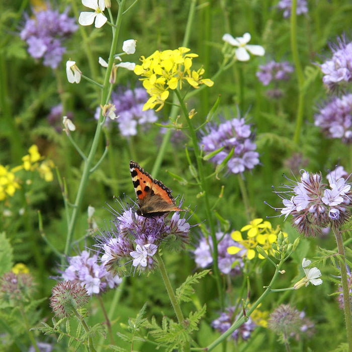 Pesticiden in bloemstroken en meer giftig nieuws