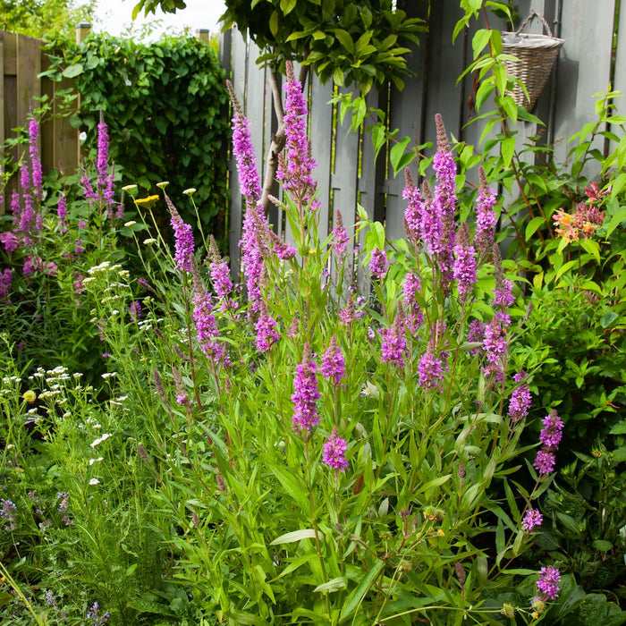 Alleen maar inheemse planten in je tuin, een goed idee?